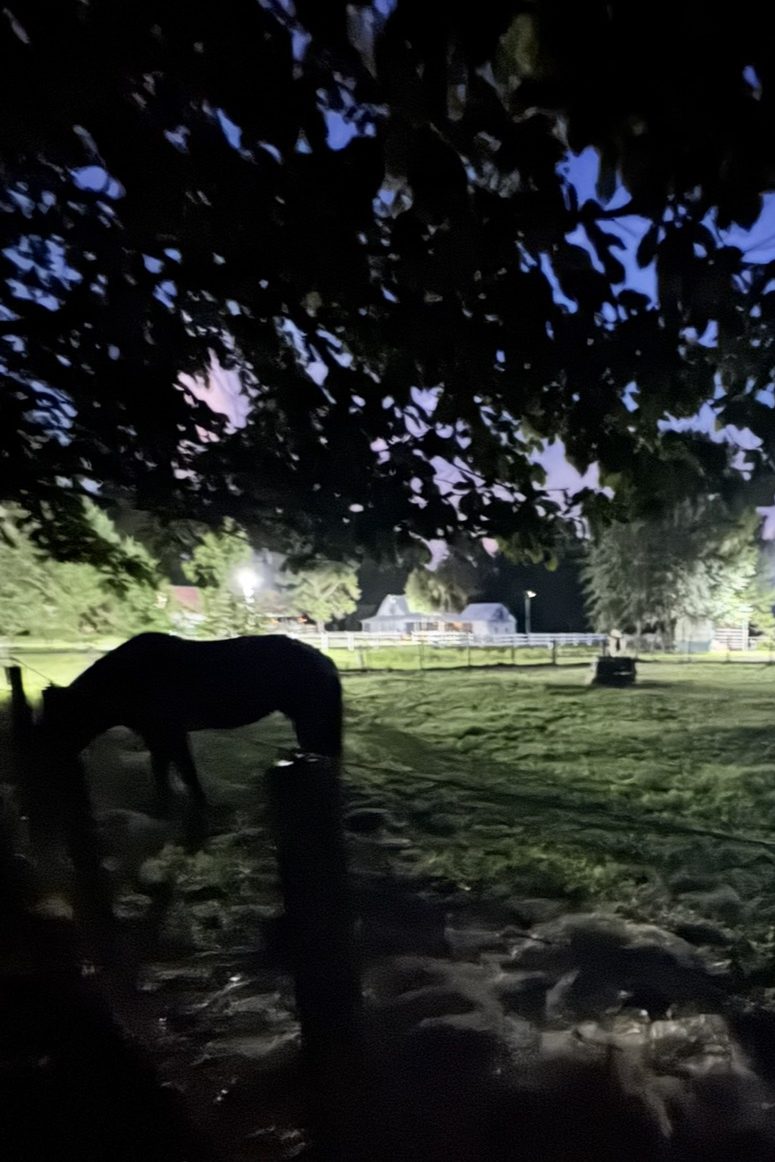 Horses grazing at Valor Farms at night